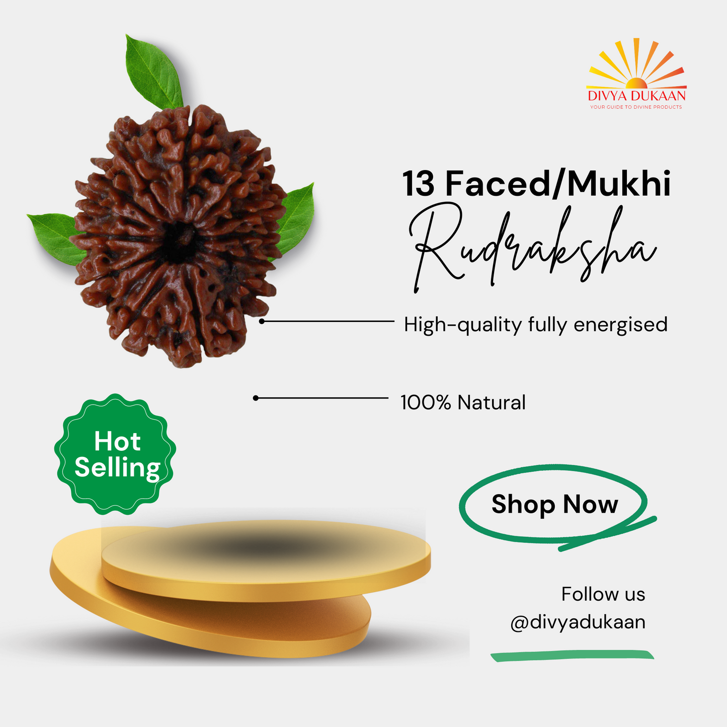 13 Faced/Mukhi Rudraksha