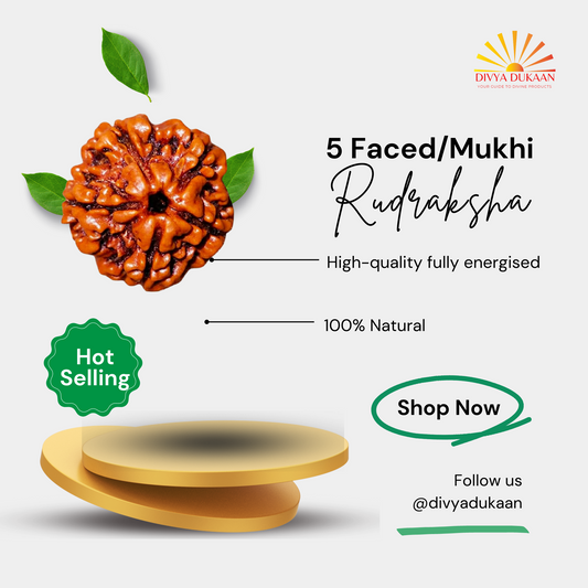 5 Faced/Mukhi Rudraksha