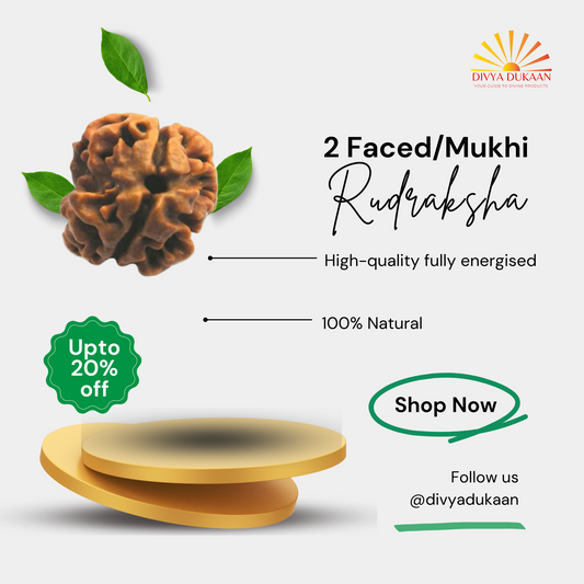 2 Faced/Mukhi Rudraksha