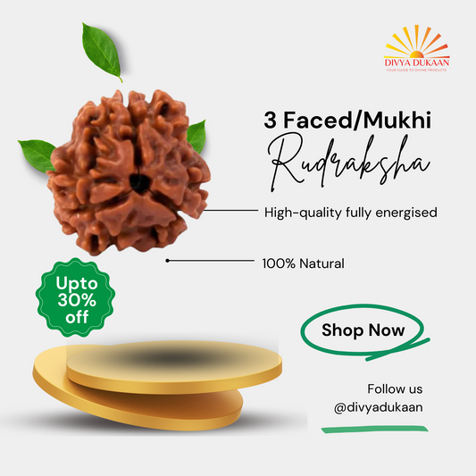 3 Faced/Mukhi Rudraksha