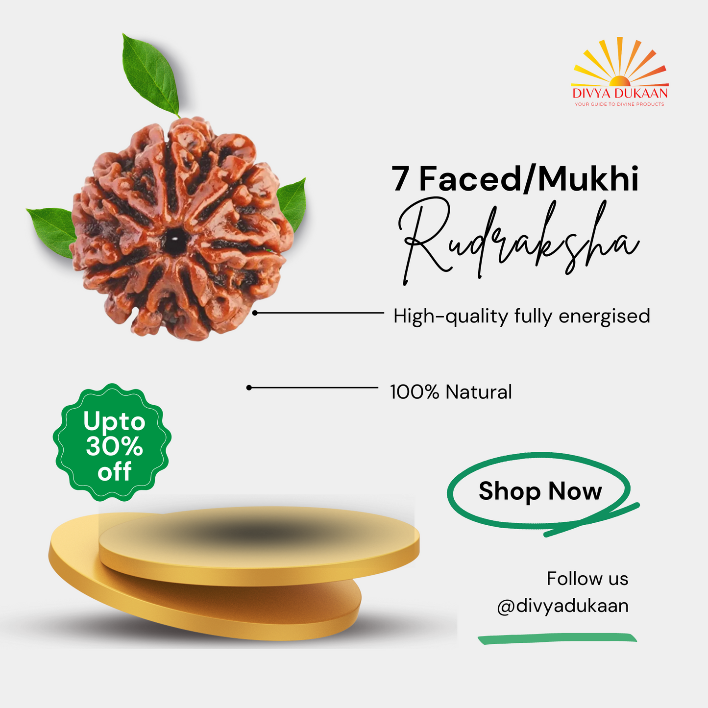 7 Faced/Mukhi Rudraksha