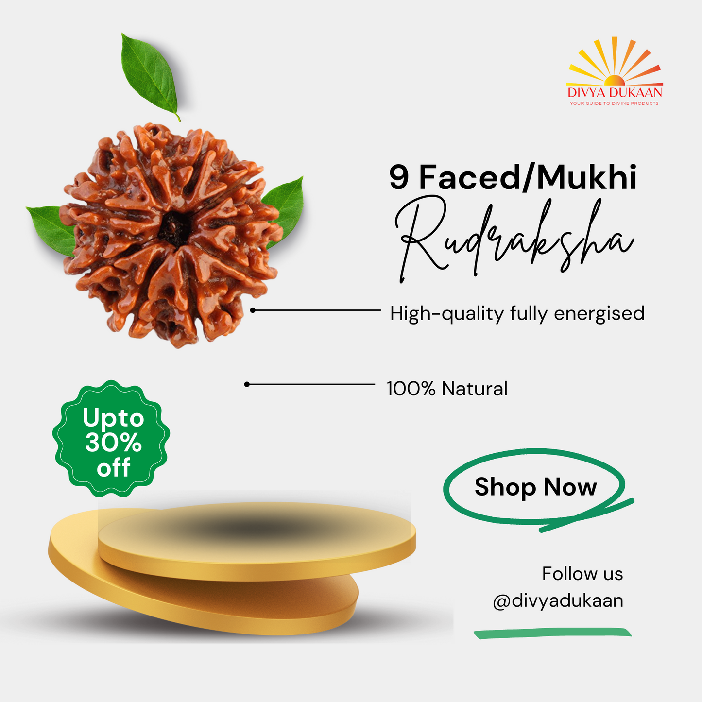 9 Faced/Mukhi Rudraksha