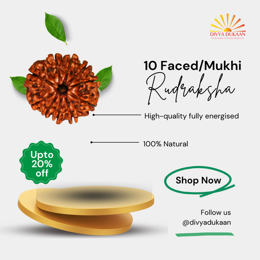 10 Faced/Mukhi Rudraksha