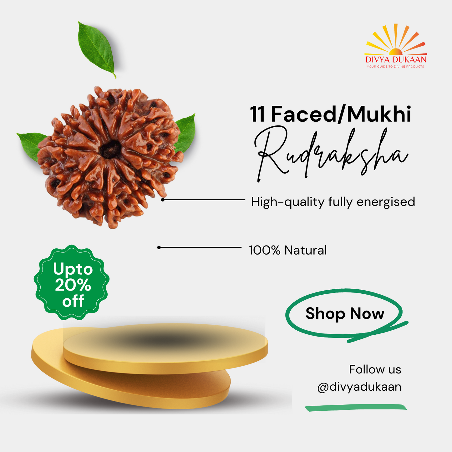 11 Faced/Mukhi Rudraksha