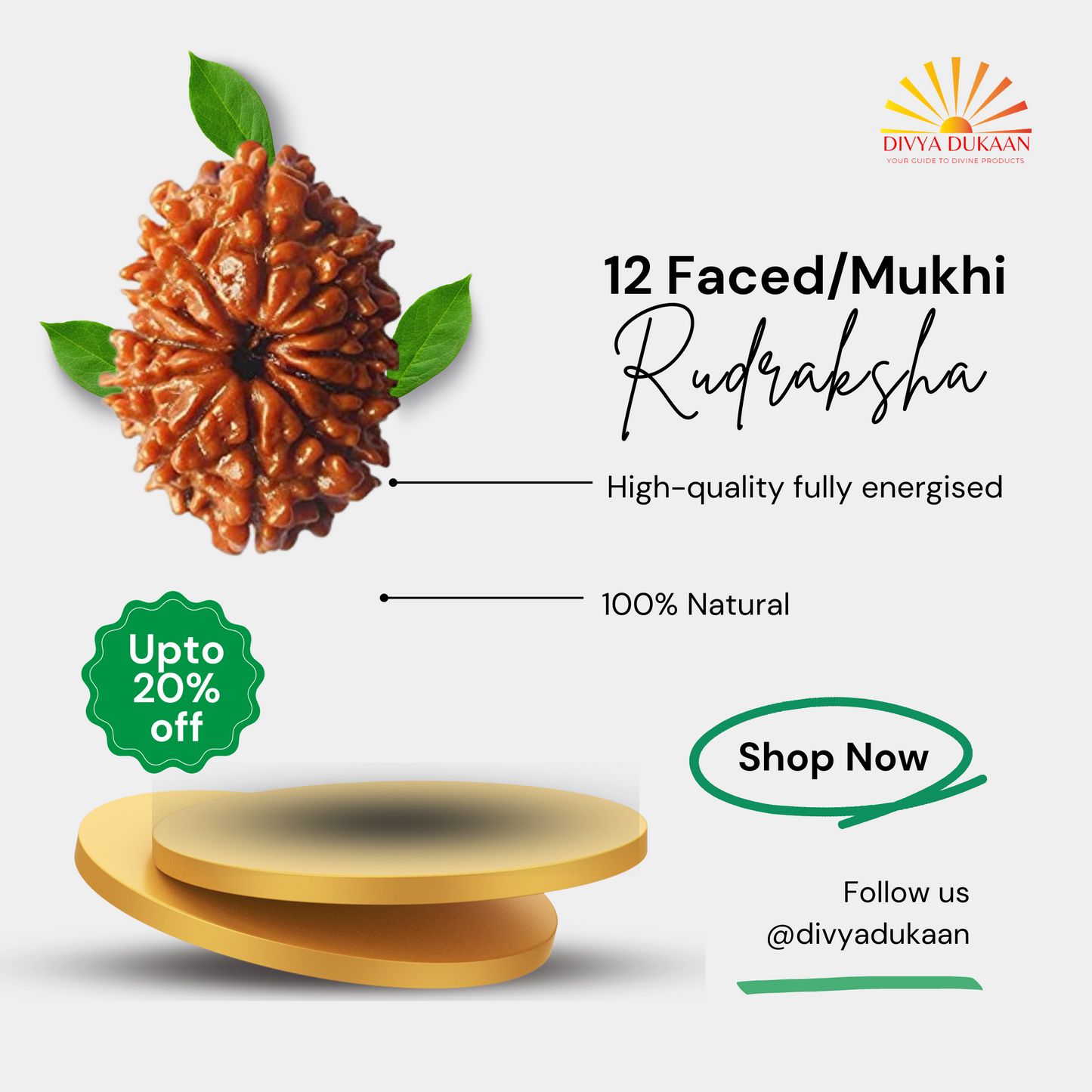 12 Faced/Mukhi Rudraksha